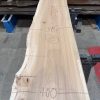 Elm #304
