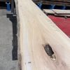 Elm #306