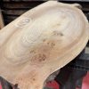 Elm #311