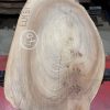 Elm #311