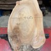 Elm #311