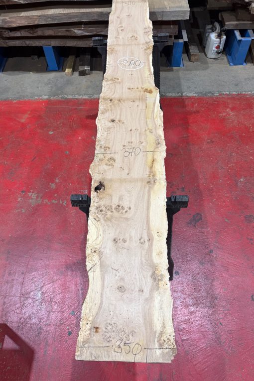Oak 326