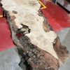 Burr Oak #345