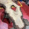 Burr Oak #343