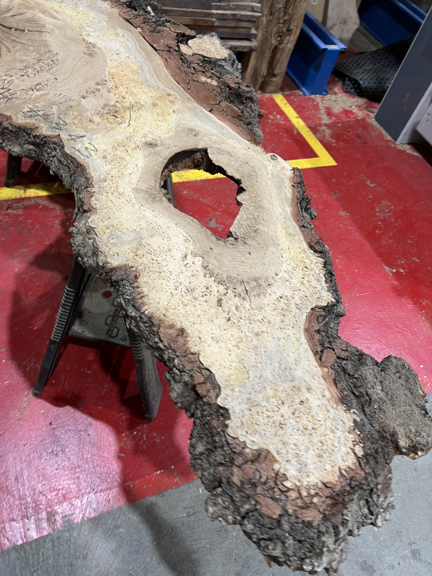 Burr Oak #343