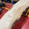 Sycamore #233