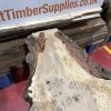Burr Oak #344