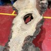 Burr Oak #343