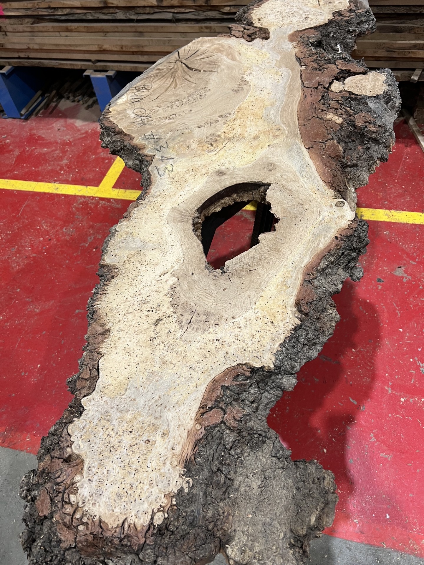 Burr Oak #343