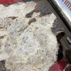 Burr Oak #341
