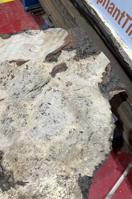 Burr Oak #341