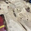 Burr Oak #341