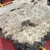Burr Oak #341
