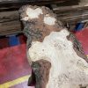 Burr Oak #345
