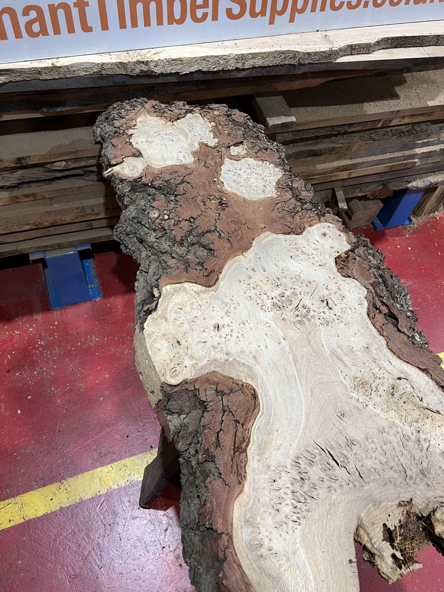 Burr Oak #345