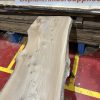 Elm #317