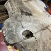 Elm #319