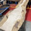 Sycamore #232