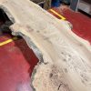 Elm #317