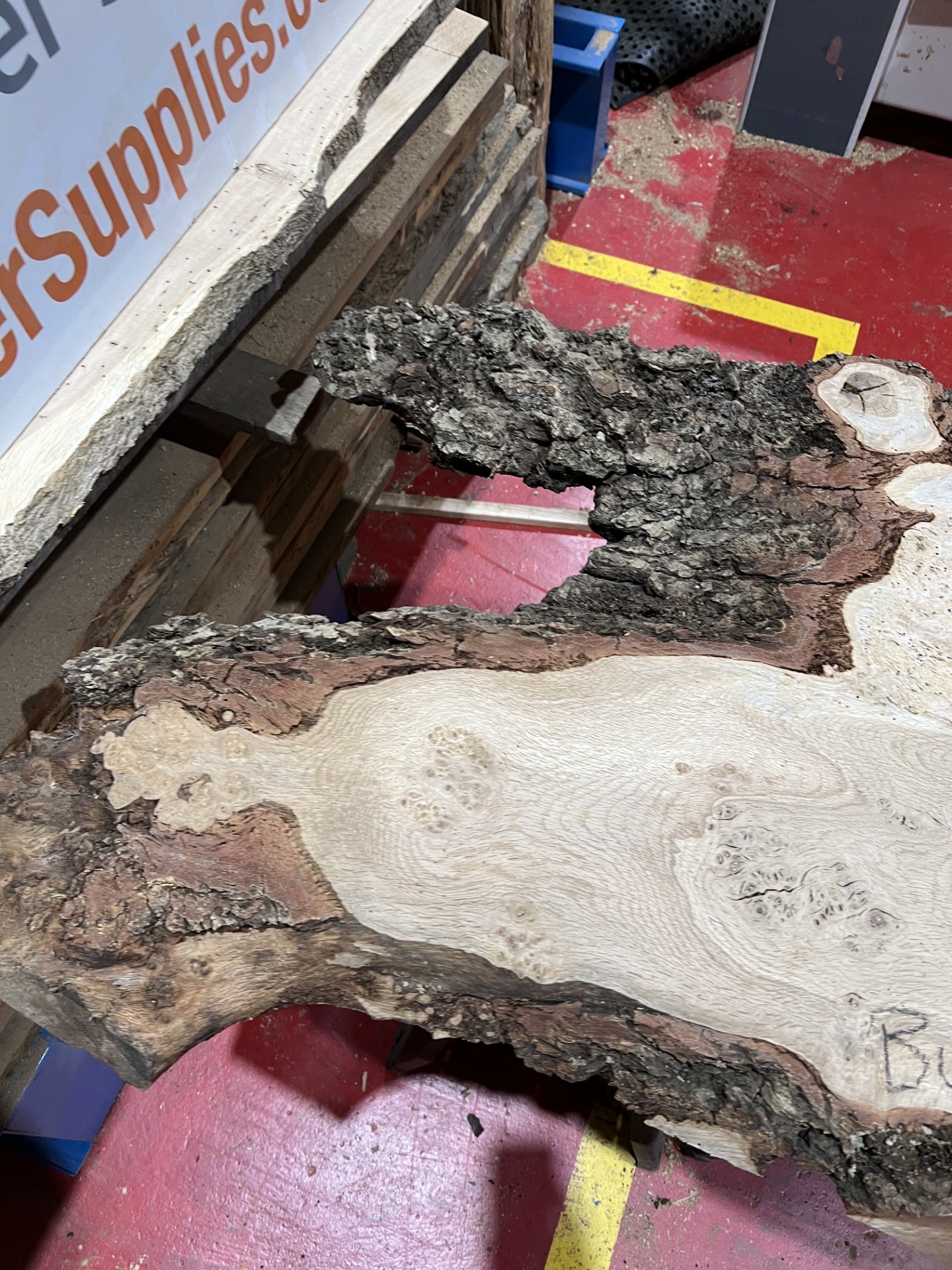 Burr Oak #342