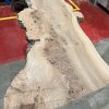 Elm #317
