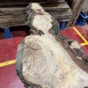Burr Oak #343