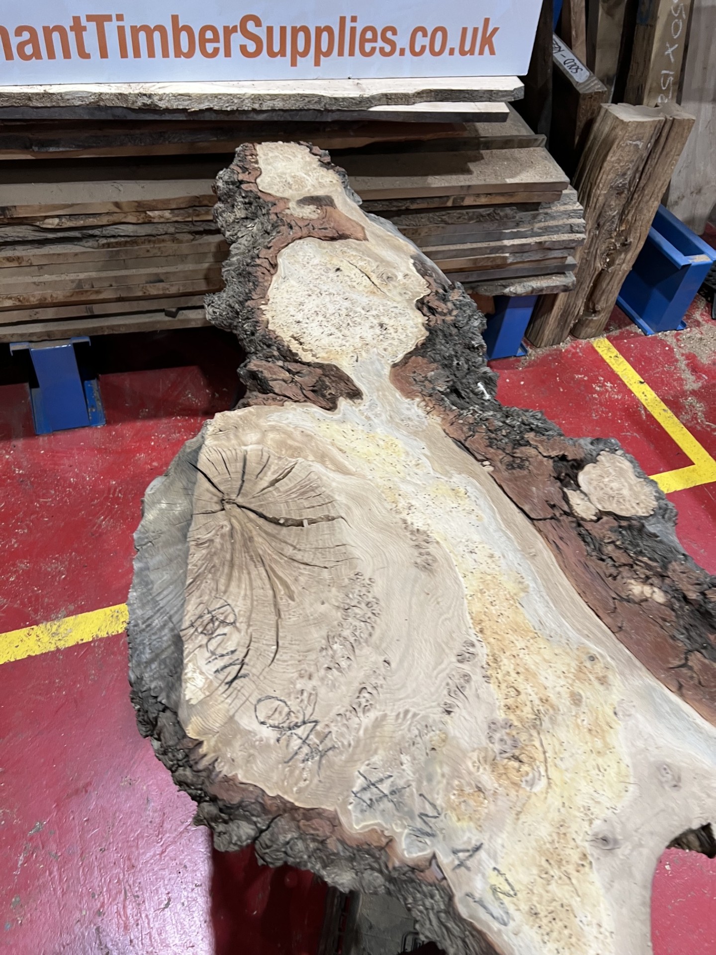 Burr Oak #343
