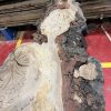 Burr Oak #343