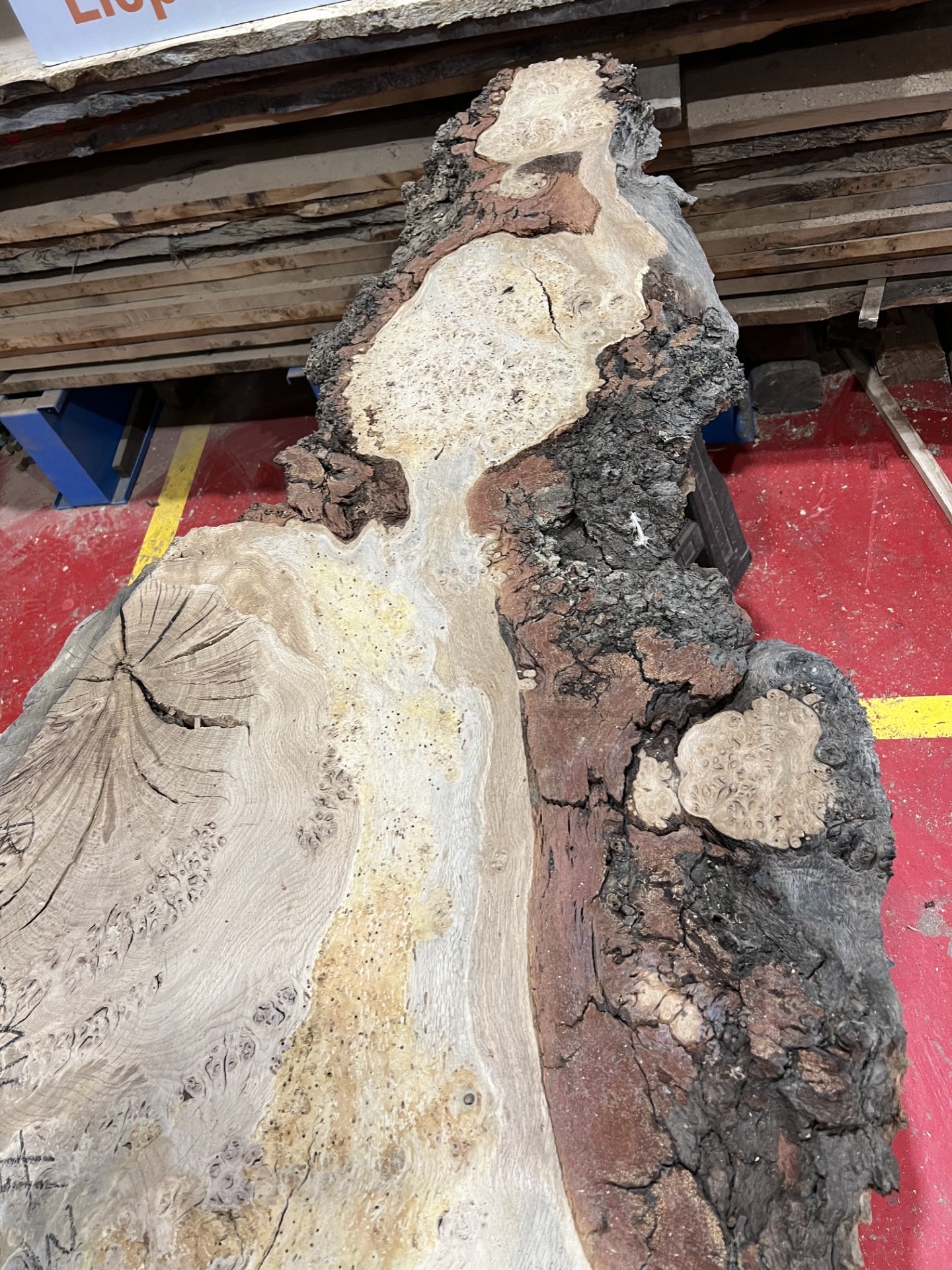Burr Oak #343