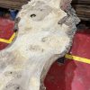 Burr Oak #344
