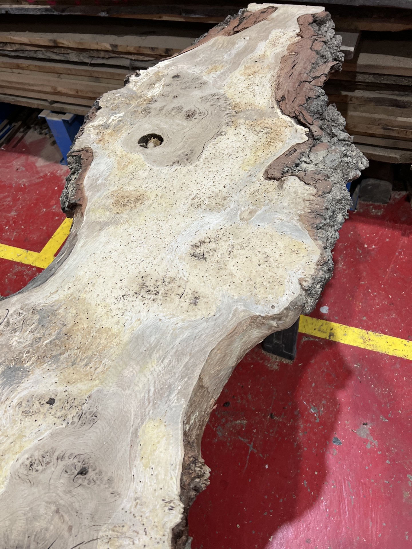 Burr Oak #344