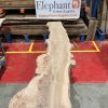 Elm #317