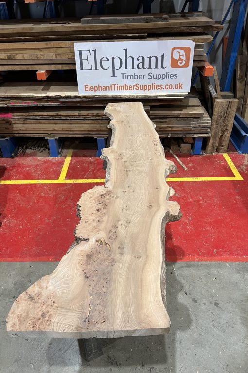 Elm #317
