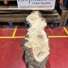 Burr Oak #344