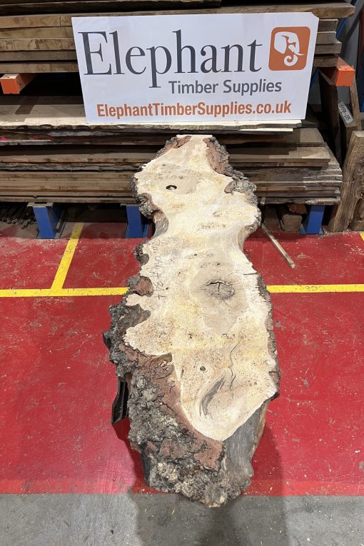 Burr Oak #344