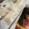 Elm #319