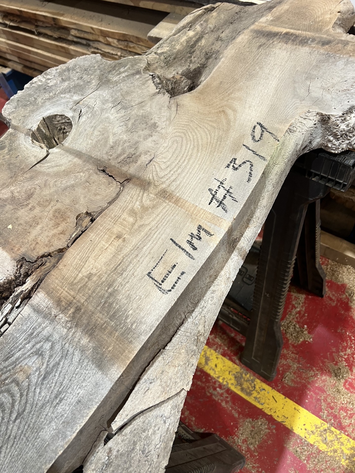 Elm #319
