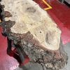 Burr Oak #344
