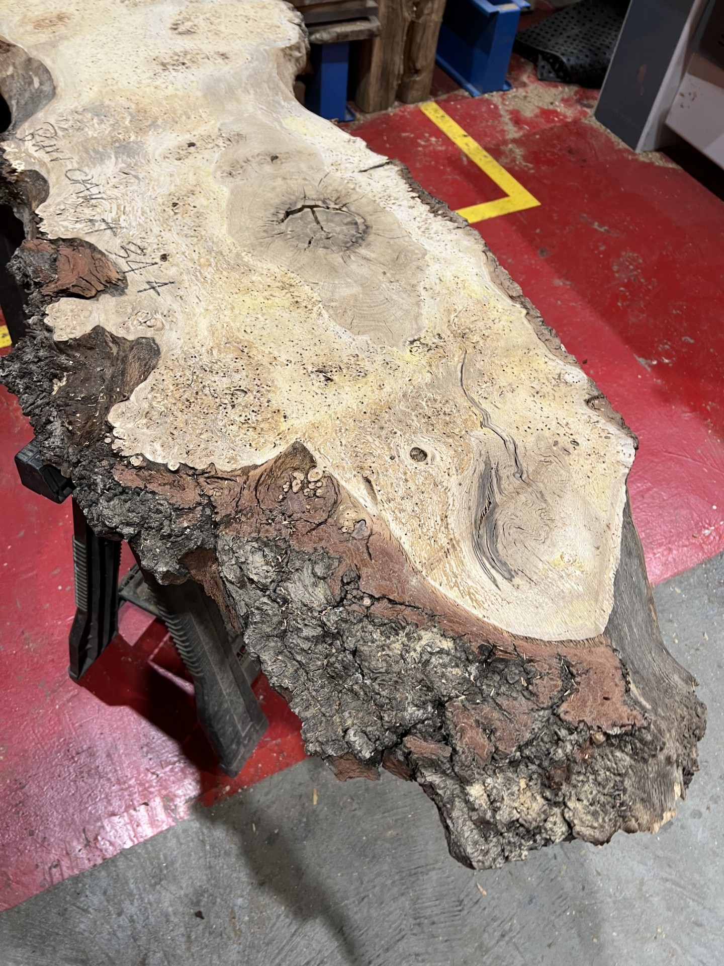 Burr Oak #344