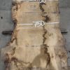Oak #334