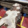 Burr Oak #345