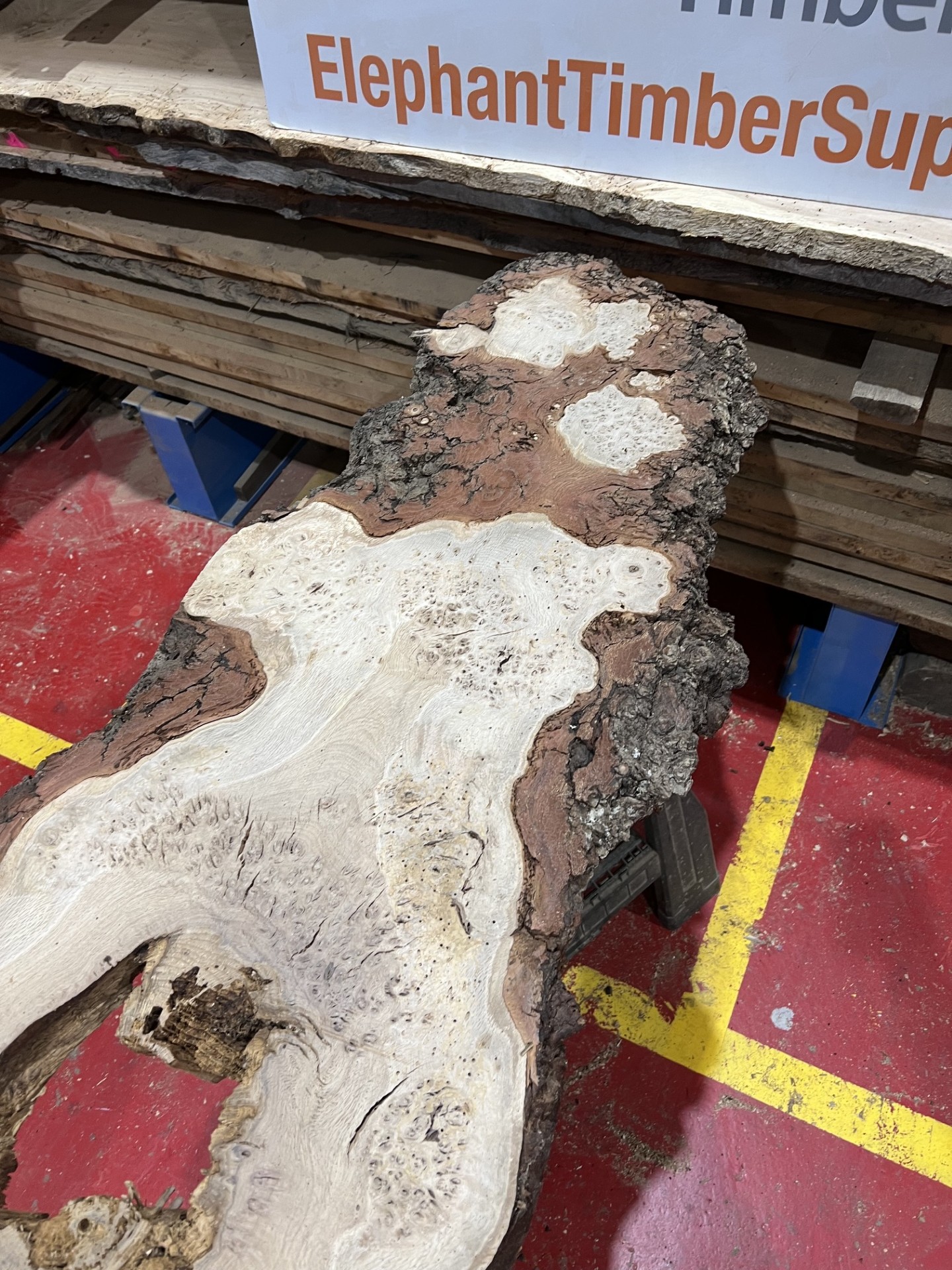 Burr Oak #345