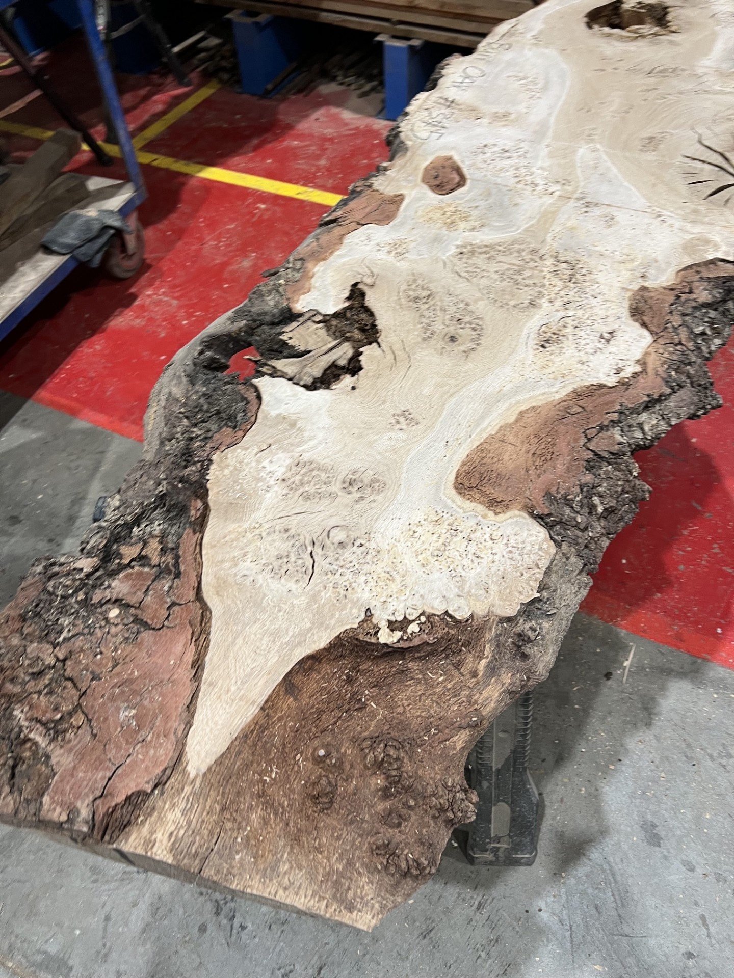 Burr Oak #345
