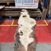 Burr Oak #345