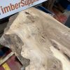 Elm #318