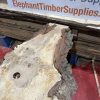 Burr Oak #344