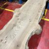 Elm #317