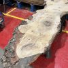 Burr Oak #344