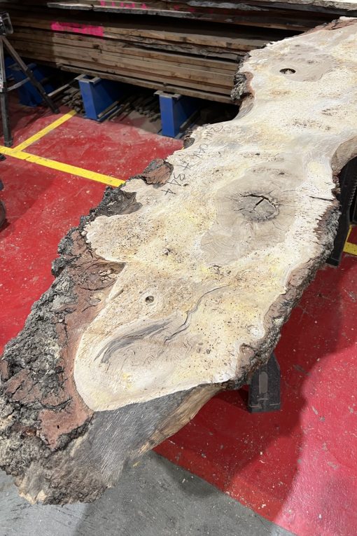 Burr Oak #344
