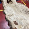Burr Oak #345
